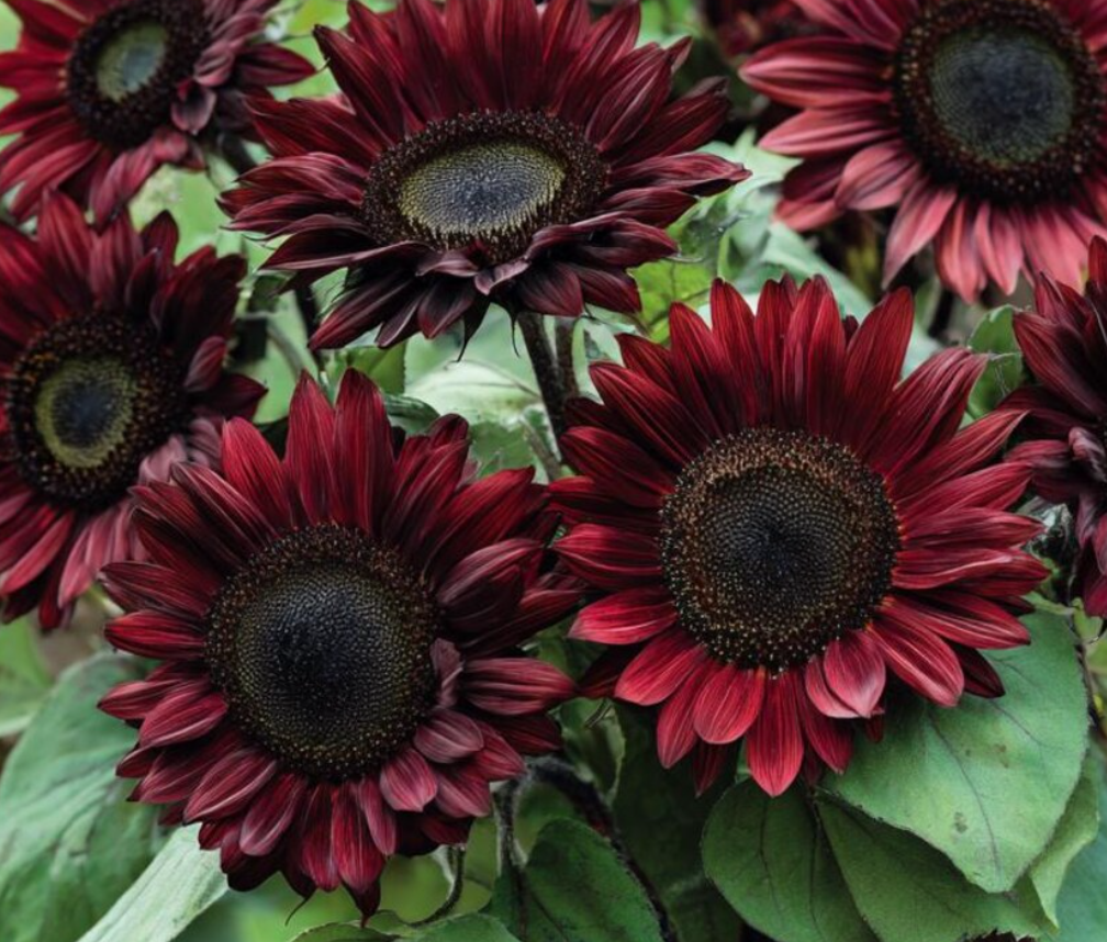 Sunflower ( Helianthus ) Chocolate Cherry 25 Seeds