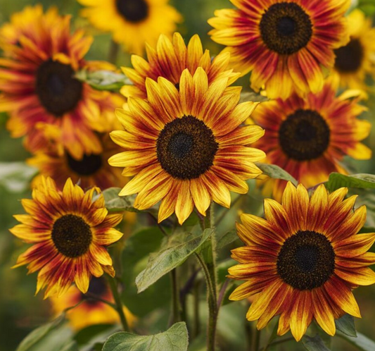 Sunflower ( Helianthus ) Autumn Beauty 25 Seeds