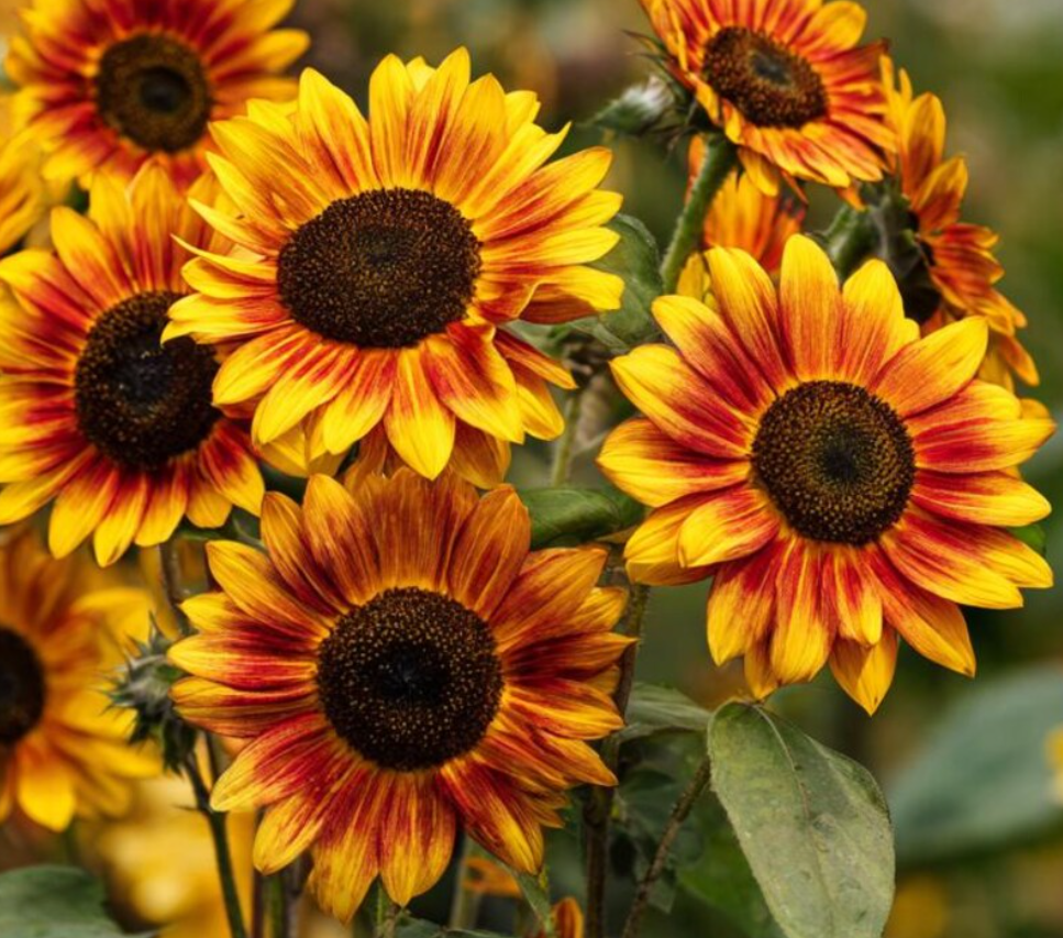 Sunflower ( Helianthus ) Autumn Beauty 25 Seeds