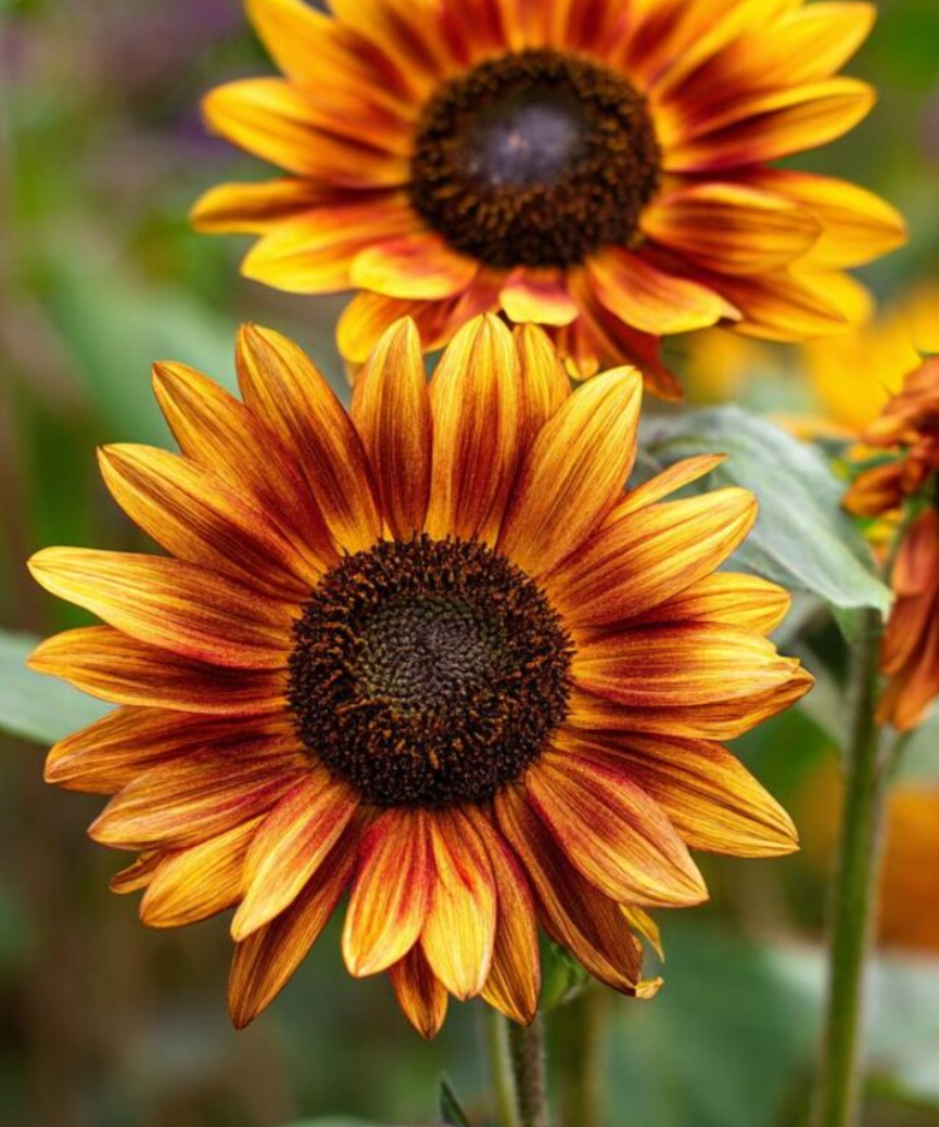 Sunflower ( Helianthus ) Autumn Beauty 25 Seeds