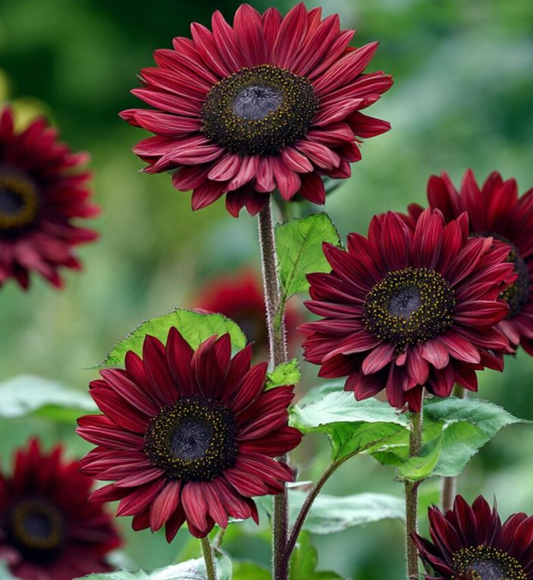 Sunflower ( Helianthus ) Velvet Queen 25 Seeds