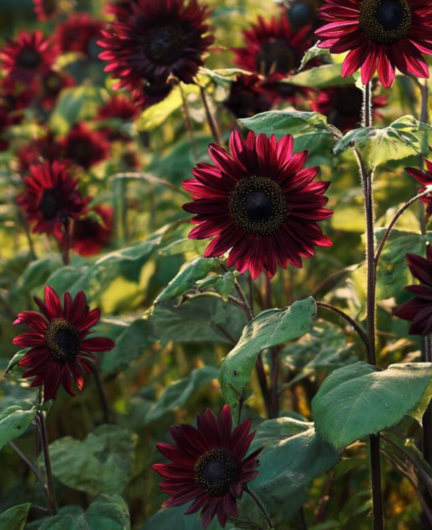 Sunflower ( Helianthus ) Velvet Queen 25 Seeds