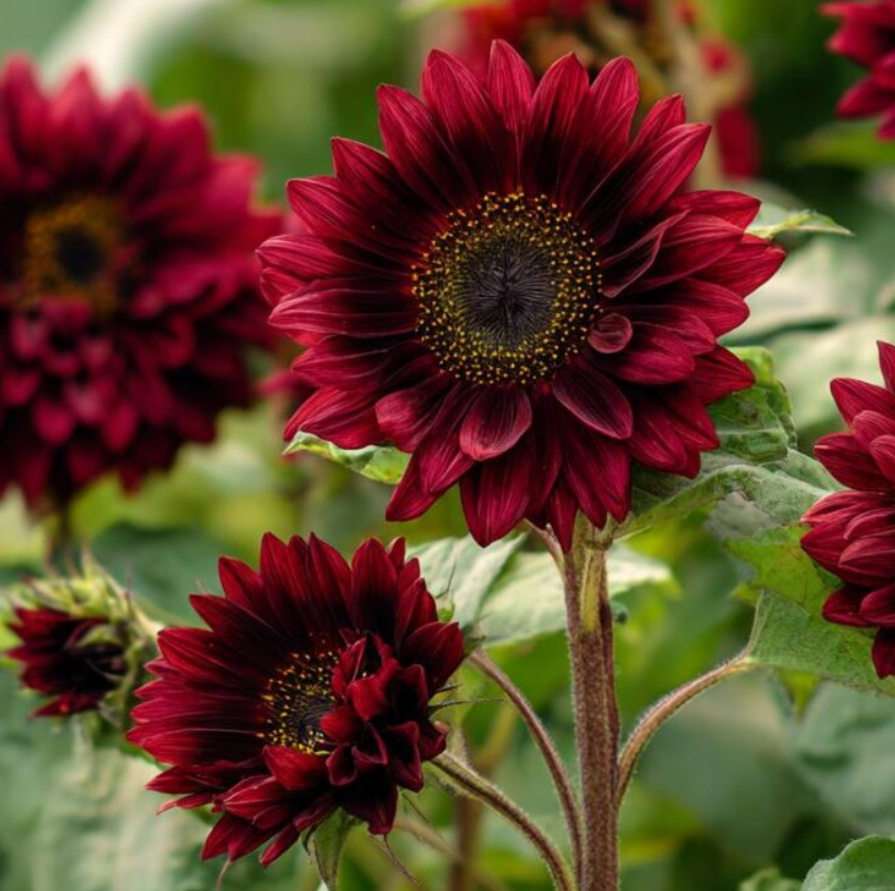 Sunflower ( Helianthus ) Velvet Queen 25 Seeds