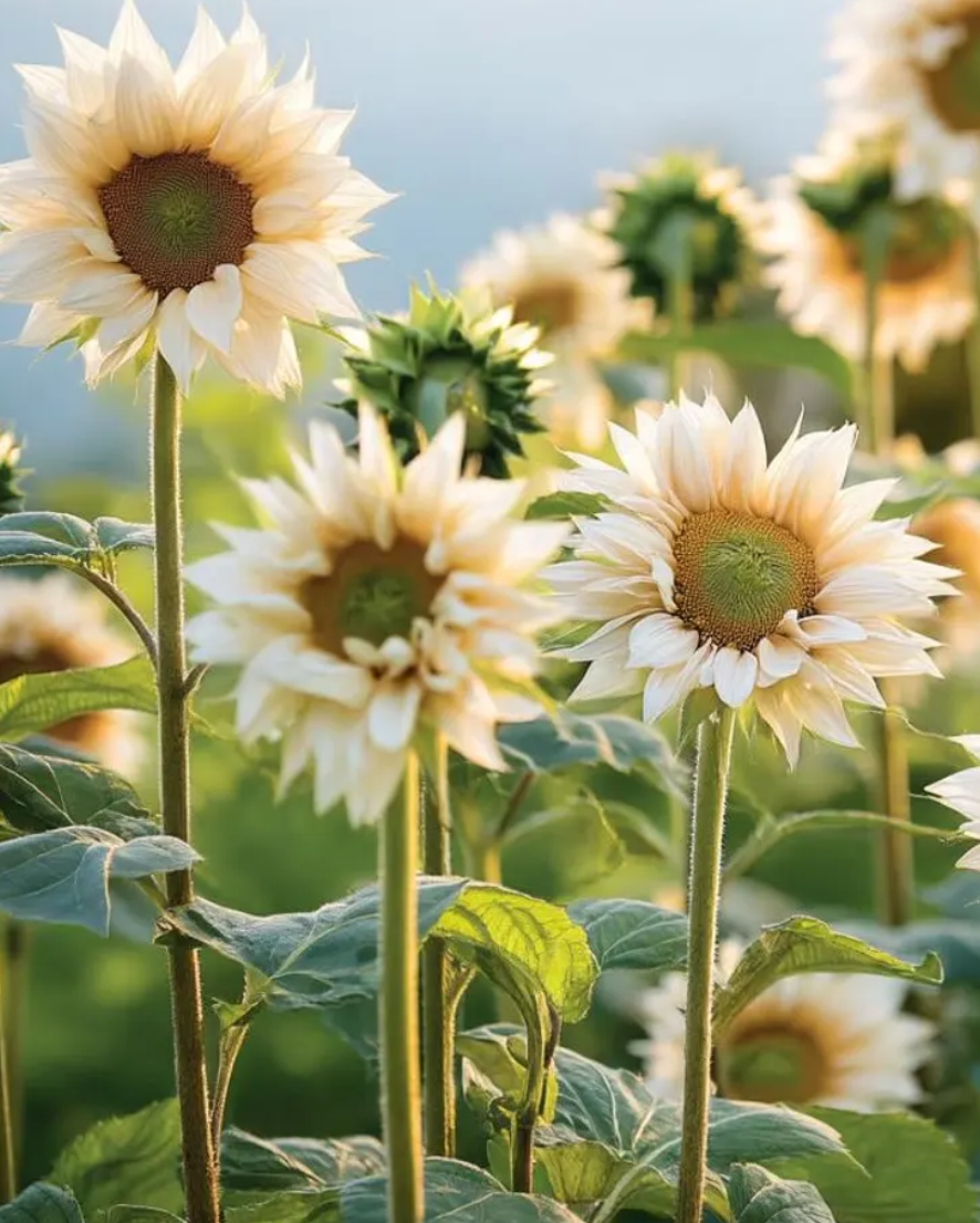 Sunflower ( Helianthus ) White Lite 25 Seeds