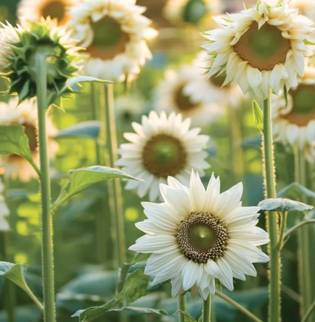 Sunflower ( Helianthus ) White Lite 25 Seeds