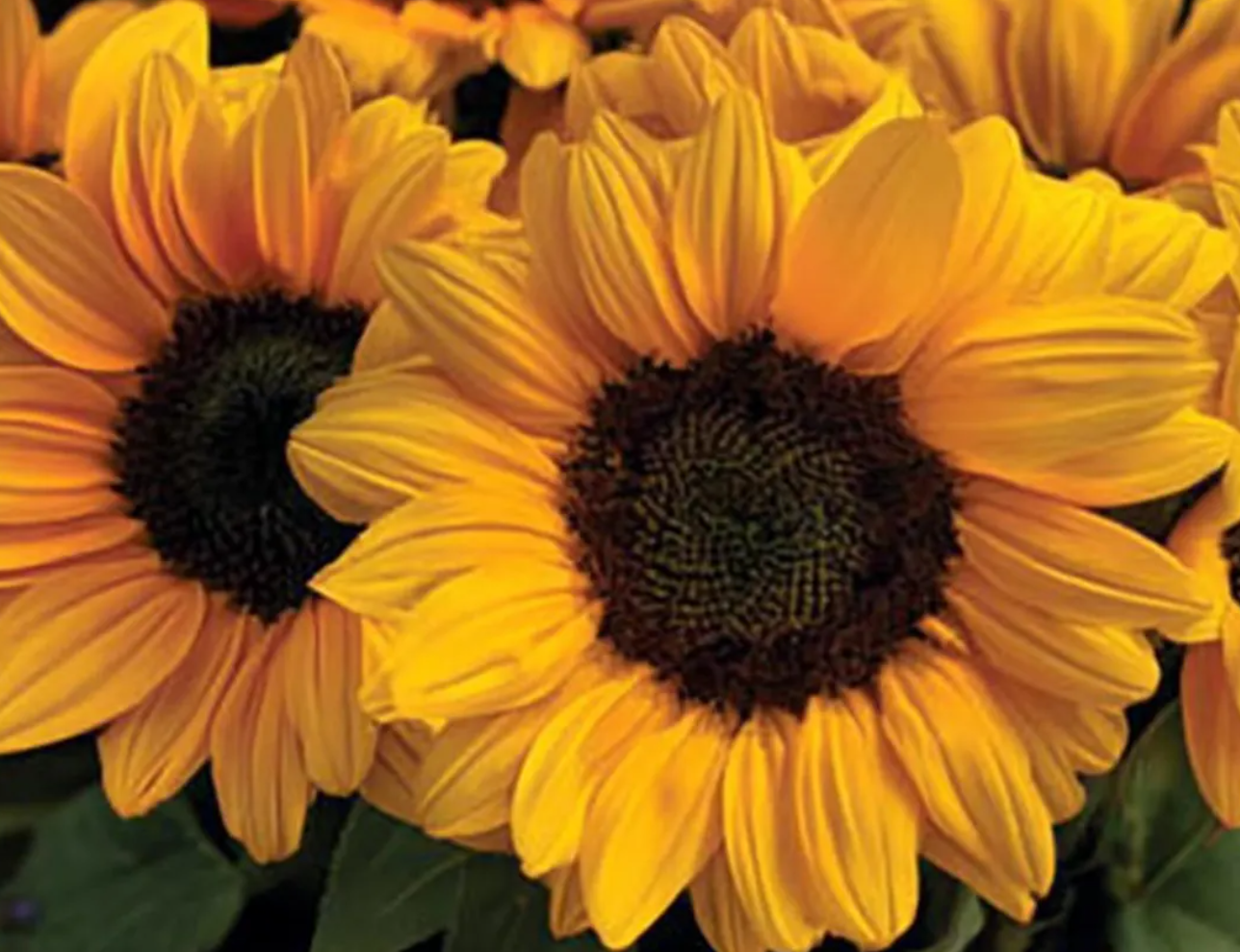 Sunflower ( Helianthus ) Vincent Choice 25 Seeds
