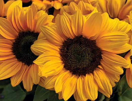 Sunflower ( Helianthus ) Vincent Choice 25 Seeds