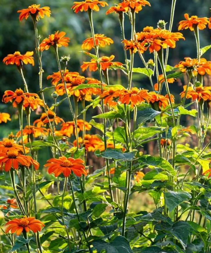 Sunflower ( Helianthus ) Tithonia rotundifolia 25 Seeds