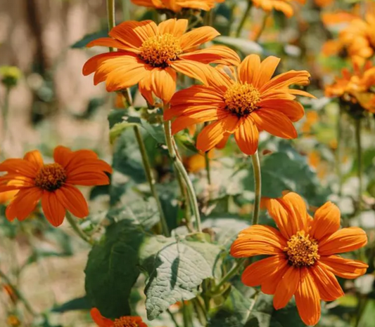 Sunflower ( Helianthus ) Tithonia rotundifolia 25 Seeds