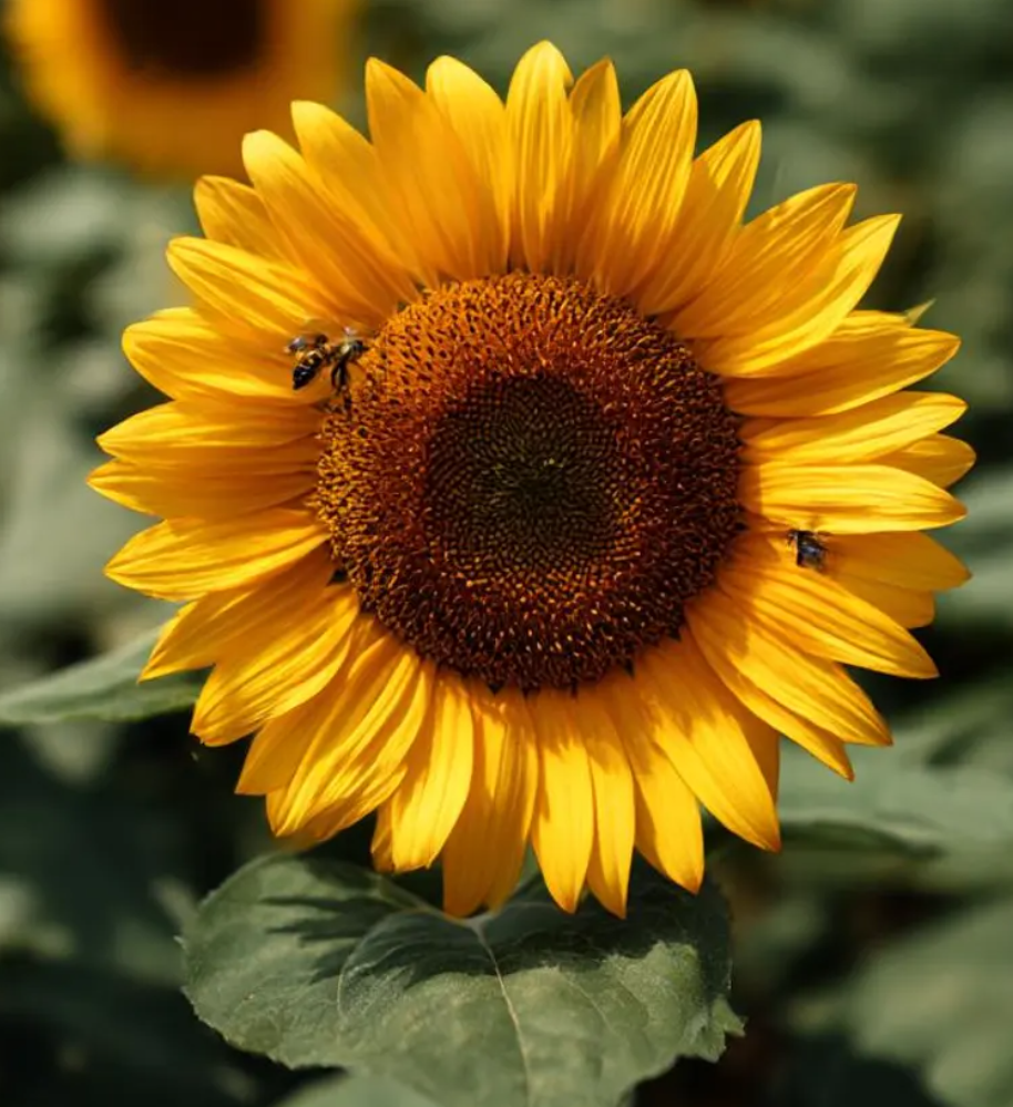 Sunflower ( Helianthus ) Mammoth Grey Stripe 25 Seeds