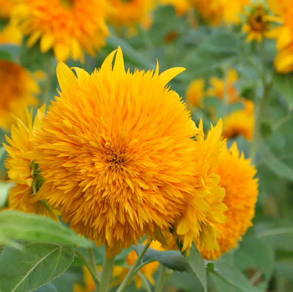Sunflower ( Helianthus ) Teddy Bear 25 Seeds