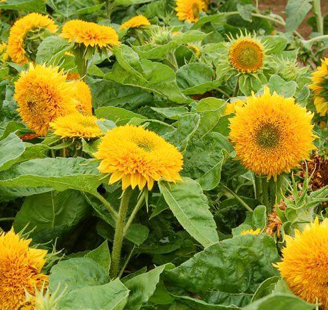 Sunflower ( Helianthus ) Teddy Bear 25 Seeds
