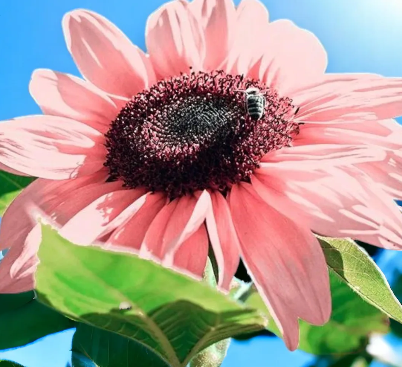 Sunflower ( Helianthus ) Pink Blush 25 Seeds