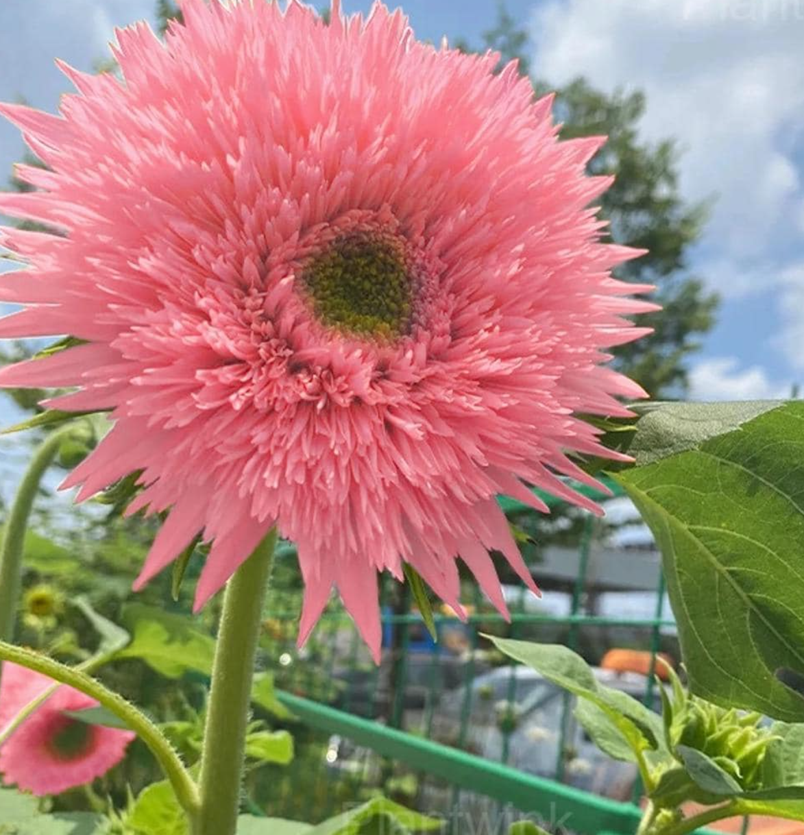 Sunflower ( Helianthus ) Pink Giant Teddy Bear 25 Seeds