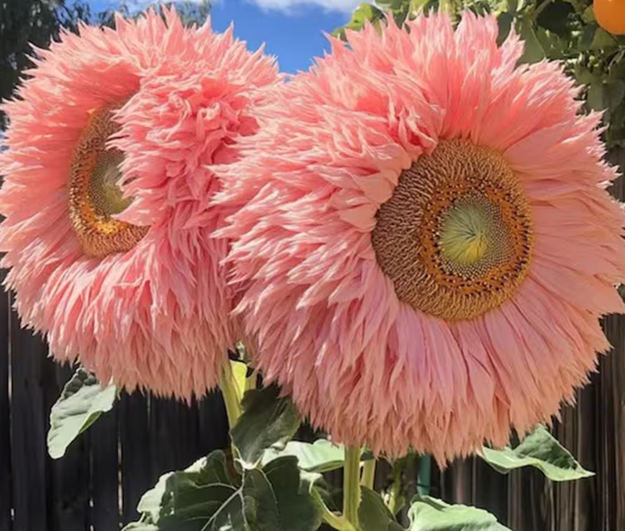 Sunflower ( Helianthus ) Pink Giant Teddy Bear 25 Seeds