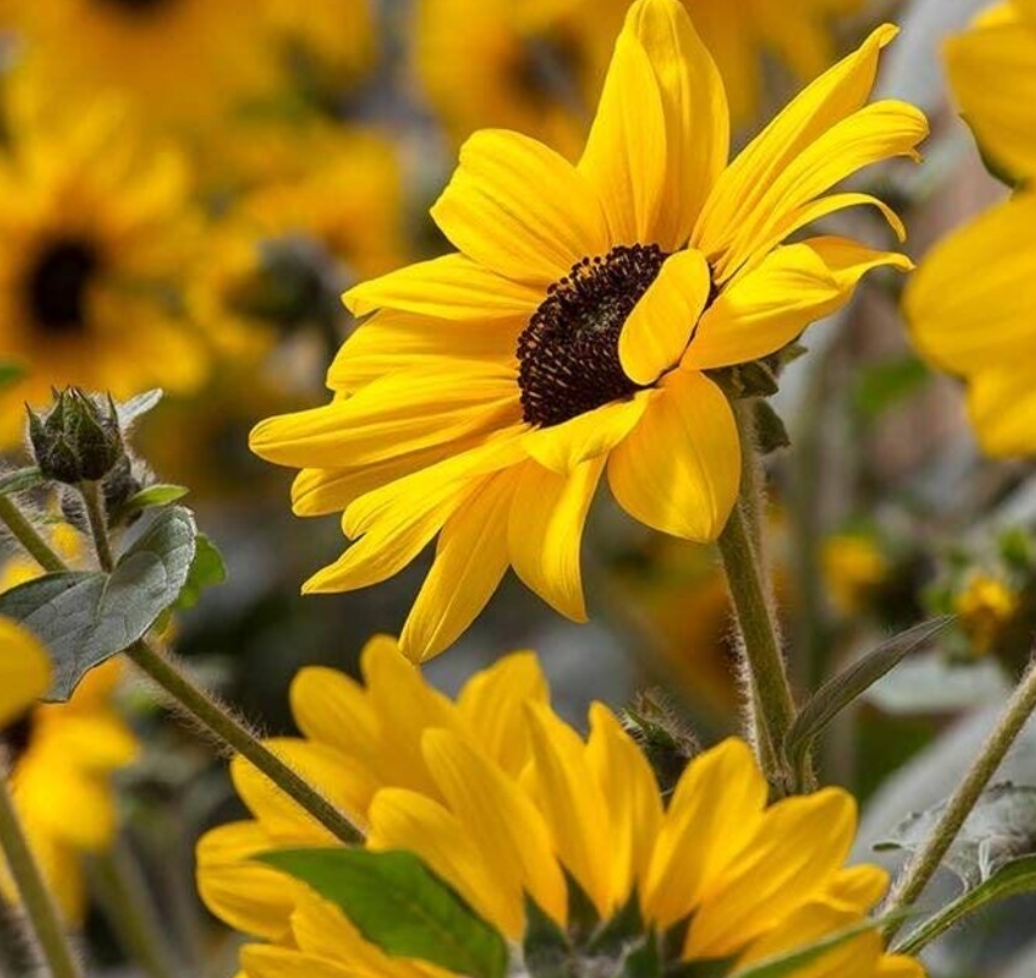 Sunflower ( Helianthus ) Sunfinity Yellow Dark Center 25 Seeds