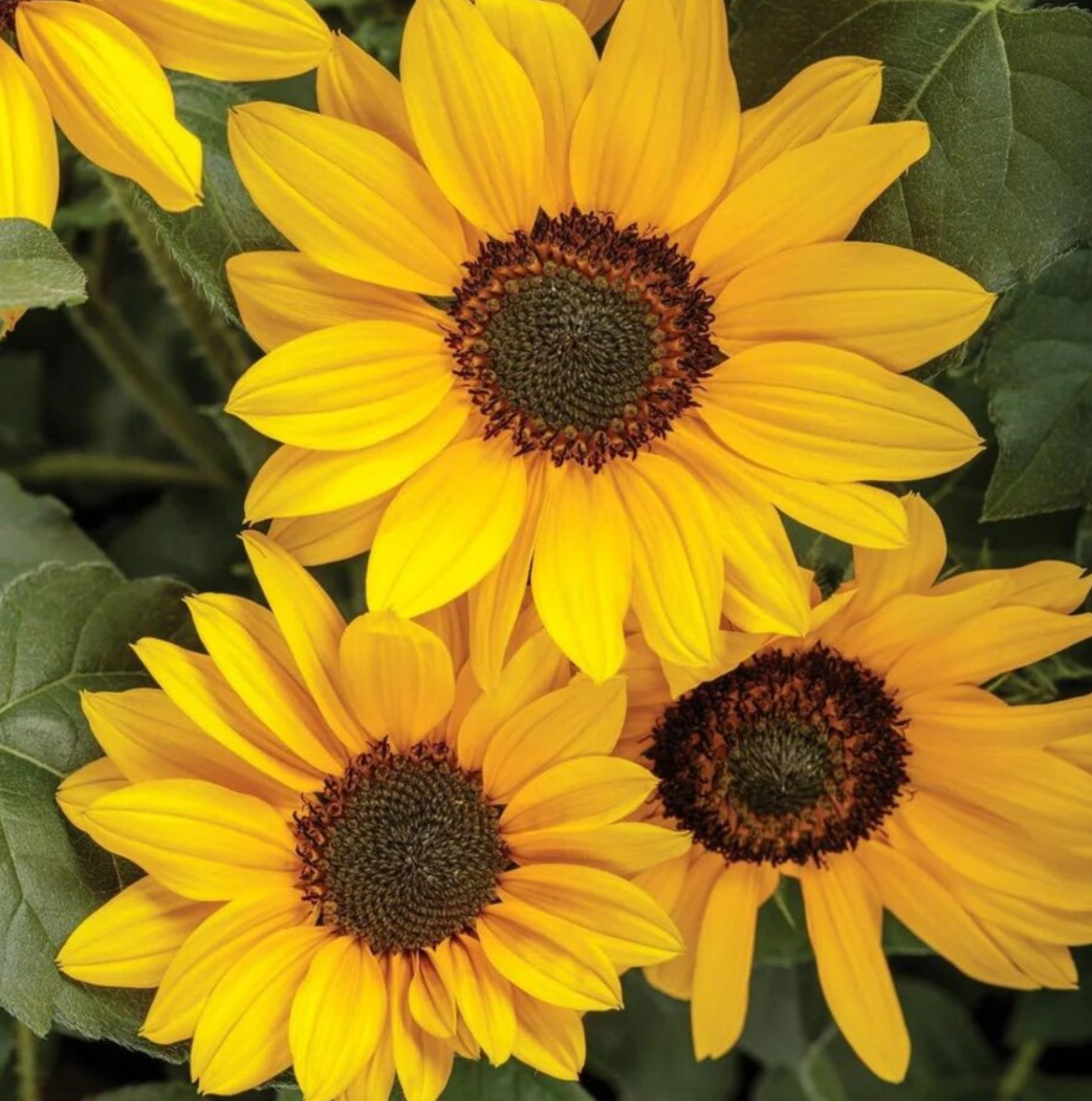 Sunflower ( Helianthus ) Sunfinity Yellow Dark Center 25 Seeds