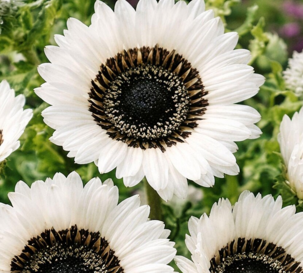 Sunflower ( Helianthus ) Italian White 25 Seeds