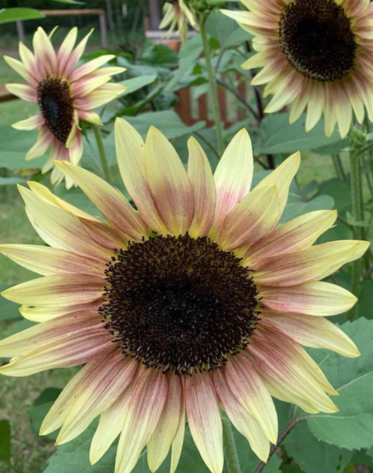 Sunflower ( Helianthus ) Strawberry Sunrise Pink 25 Seeds