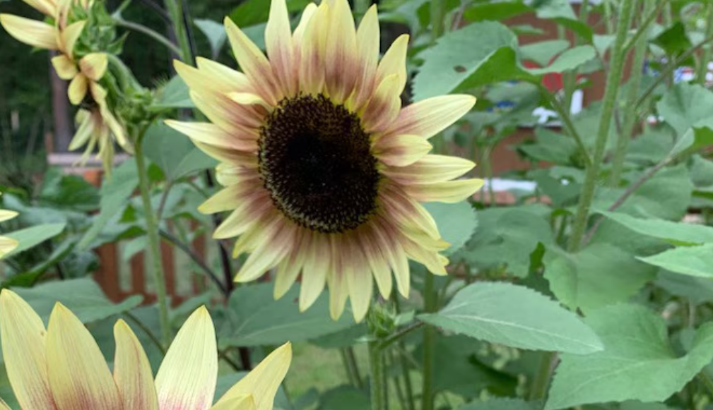 Sunflower ( Helianthus ) Strawberry Sunrise Pink 25 Seeds