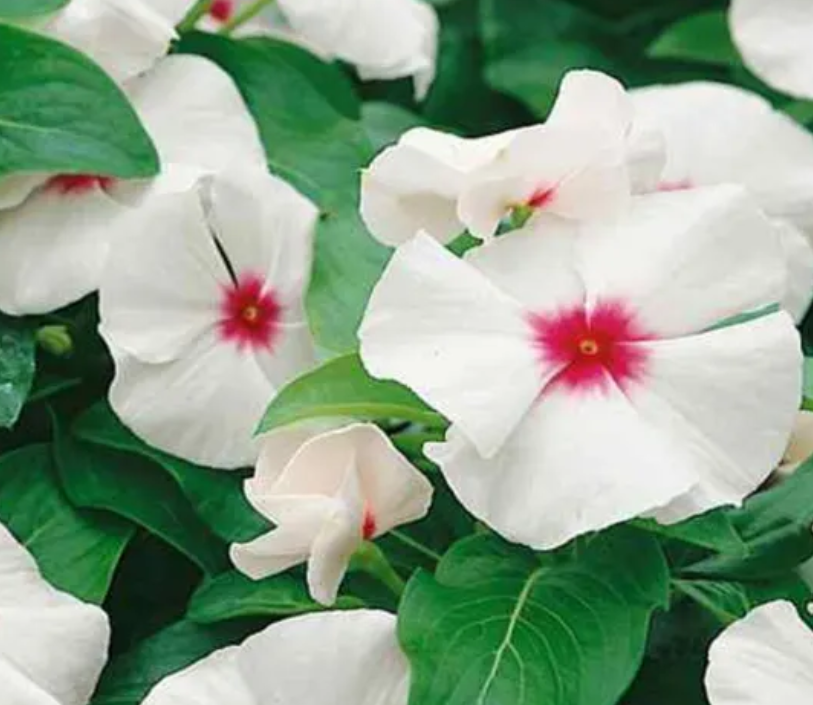 Periwinkle – Vinca rosea – Bright Eye 20 Seeds