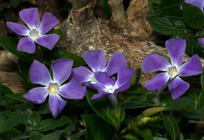 Periwinkle – Vinca Minor – Bright Eye 20 Seeds