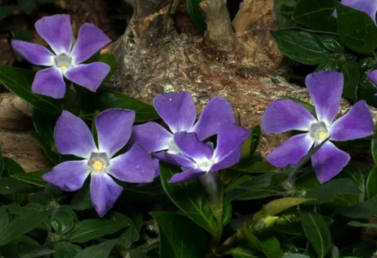 Periwinkle – Vinca Minor – Bright Eye 20 Seeds