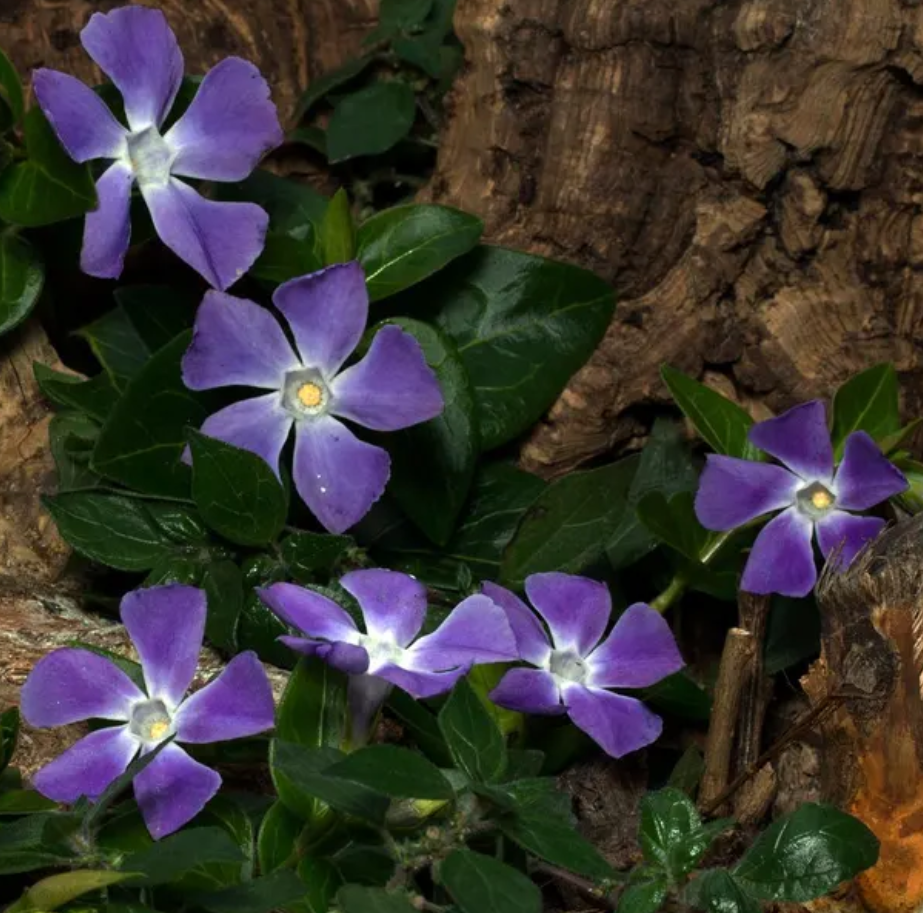 Periwinkle – Vinca Minor – Bright Eye 20 Seeds