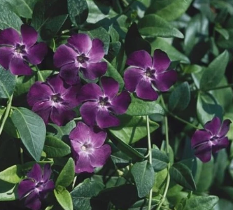 Periwinkle –Vinca – Blackberry 20 Seeds