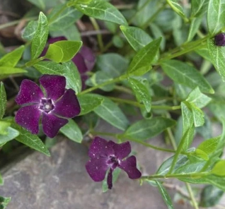 Periwinkle –Vinca – Blackberry 20 Seeds