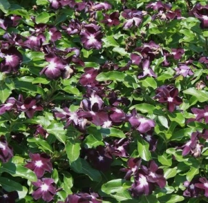 Periwinkle –Vinca – Blackberry 20 Seeds