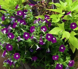 Periwinkle –Vinca – Blackberry 20 Seeds