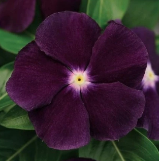 Periwinkle –Vinca – Blackberry 20 Seeds