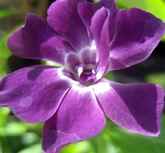 Periwinkle –Multiplex – 20 Seeds