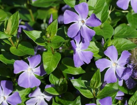 Periwinkle – Maria – 20 Seeds