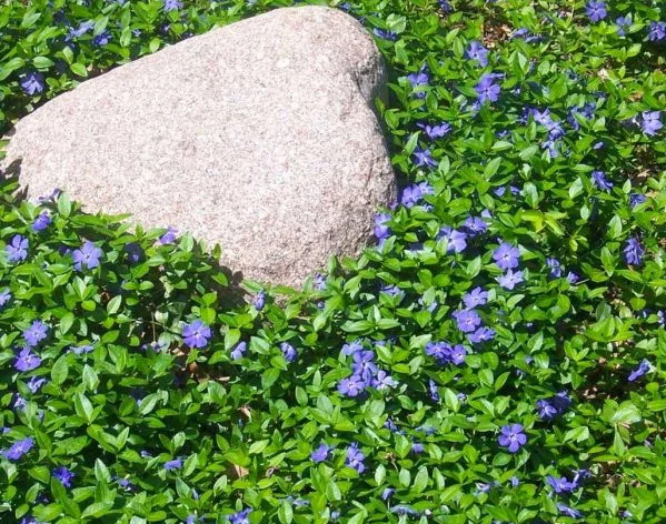Periwinkle – Maria – 20 Seeds