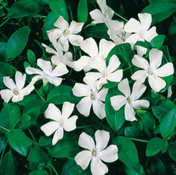 Periwinkle – Alba – 20 Seeds