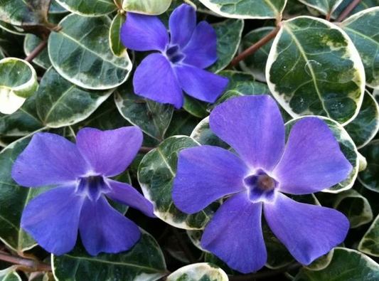 Periwinkle – Ralph Shugert – 20 Seeds
