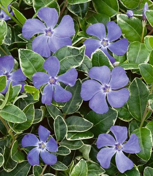 Periwinkle – Ralph Shugert – 20 Seeds