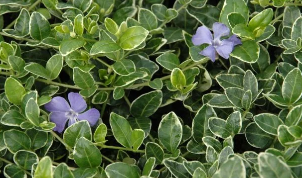 Periwinkle – Ralph Shugert – 20 Seeds