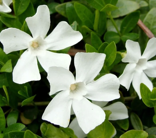 Periwinkle – Eliza – 20 Seeds