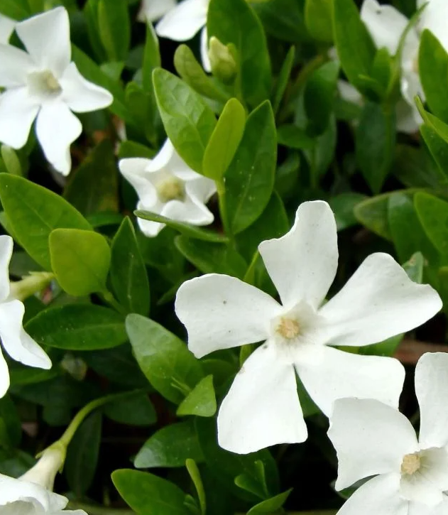 Periwinkle – Eliza – 20 Seeds
