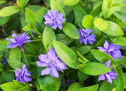 Periwinkle – Captivity – 20 Seeds