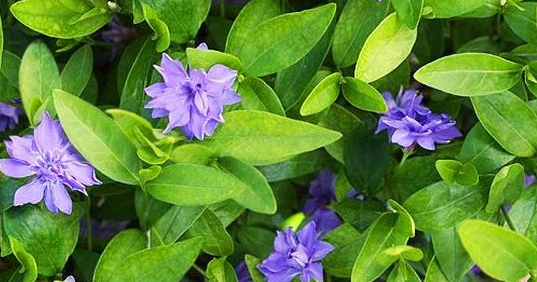 Periwinkle – Captivity – 20 Seeds