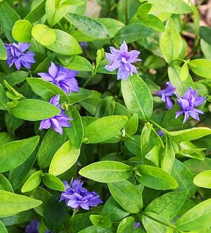 Periwinkle – Captivity – 20 Seeds