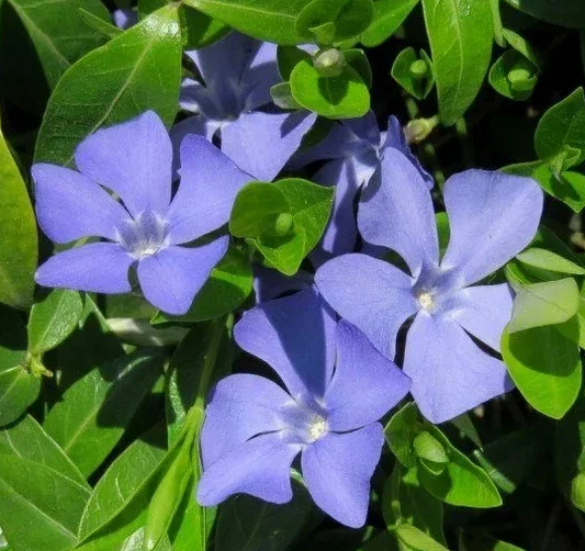 Periwinkle – Pantha – 20 Seeds