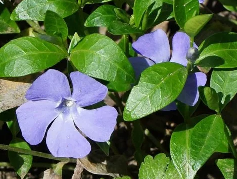 Periwinkle – Pantha – 20 Seeds