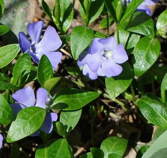 Periwinkle – Pantha – 20 Seeds