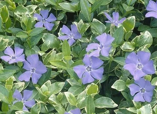 Periwinkle – Sebastian – 20 Seeds