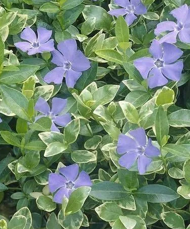 Periwinkle – Sebastian – 20 Seeds